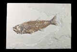 Fossil Fish (Mioplosus) - Uncommon Species #161365-1